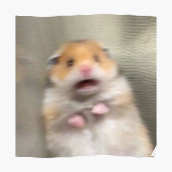 Scared Hamster Meme Posters Redbubble