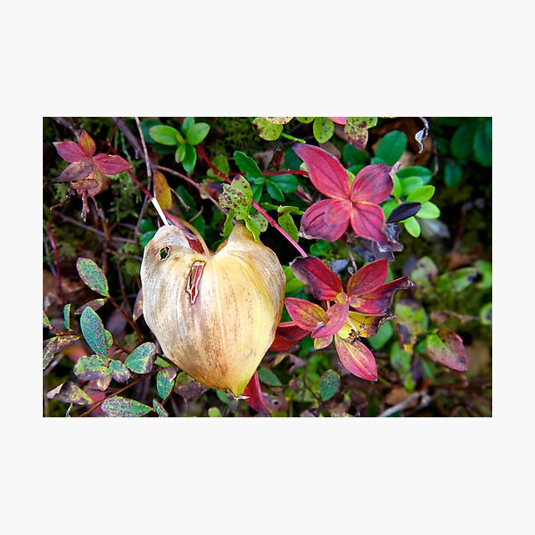 Autumn leaves in Bergen Photographic Print