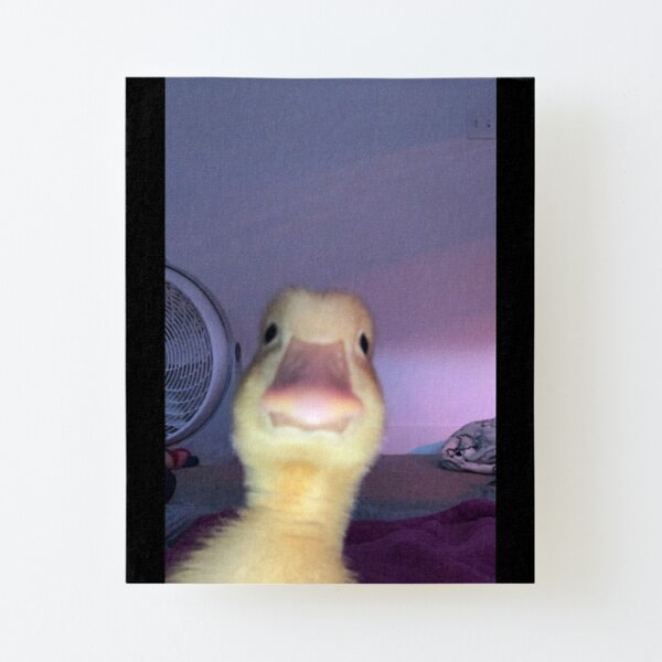 "Meme - Duck on Facetime " Mounted Print by MemeLibrary | Redbubble