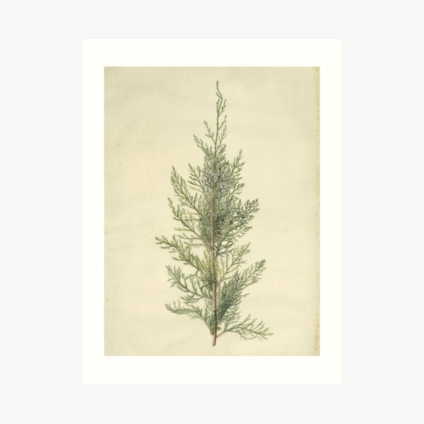 Botanical Juniper Art Print