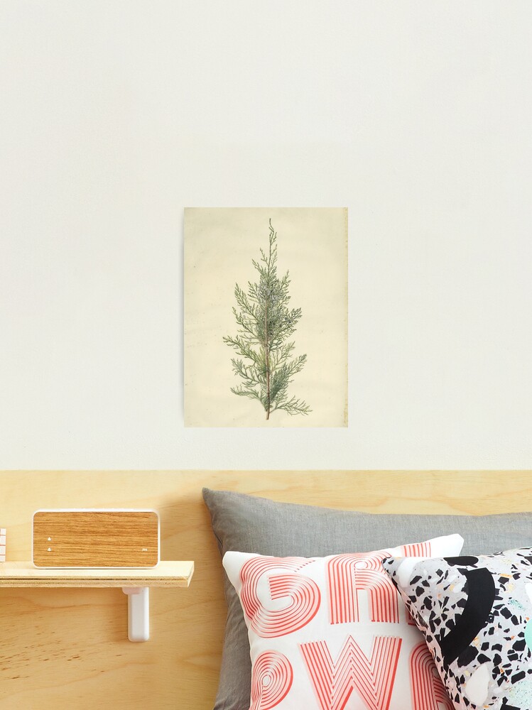 Thumbnail 1 of 3, Photographic Print, Botanical Juniper designed and sold by bluespecsstudio.