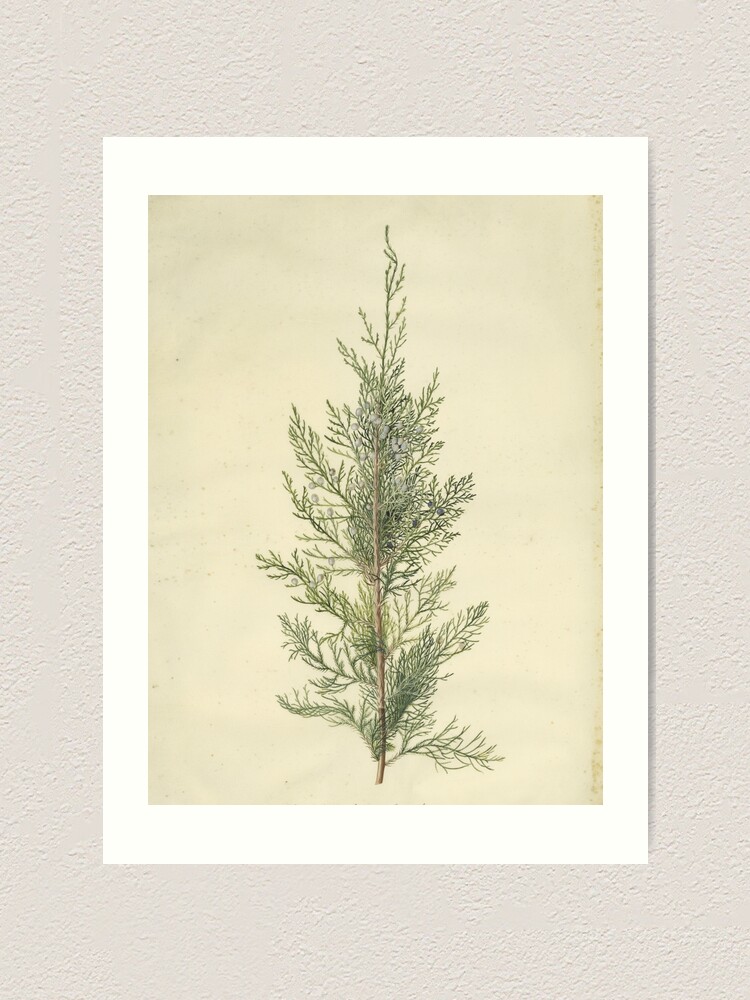 "Botanical Juniper" Art Print for Sale by bluespecsstudio Redbubble