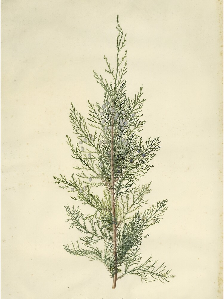 Thumbnail 3 of 3, Photographic Print, Botanical Juniper designed and sold by bluespecsstudio.