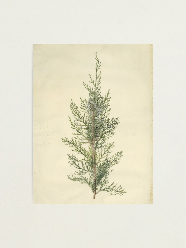 Thumbnail 2 of 3, Photographic Print, Botanical Juniper designed and sold by bluespecsstudio.