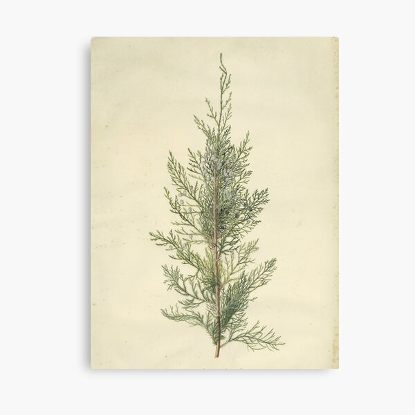 Botanical Juniper Canvas Print