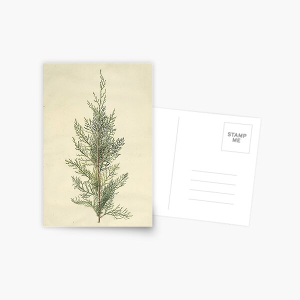 Botanical Juniper Postcard