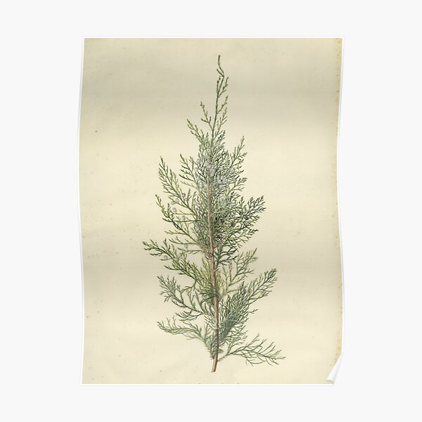 Botanical Juniper Poster