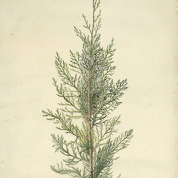 Artwork thumbnail, Botanical Juniper by BlueSpecsStudio