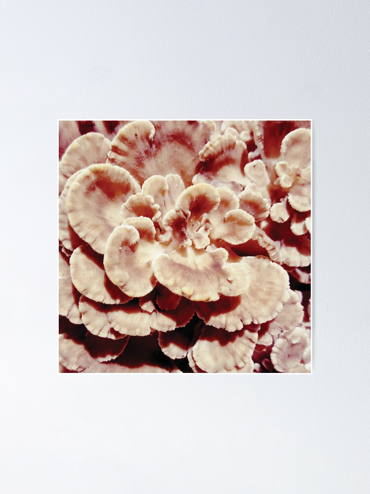 "Maitake Mushroom" Poster by isilenian Redbubble