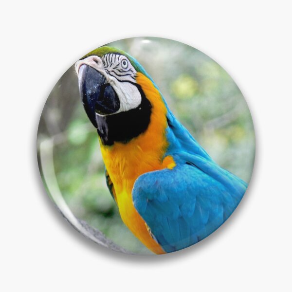 Item preview, Blue Parrot at Busch Gardens designed and sold by Monika's Shop.