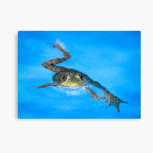 Breast Stroke Canvas Print