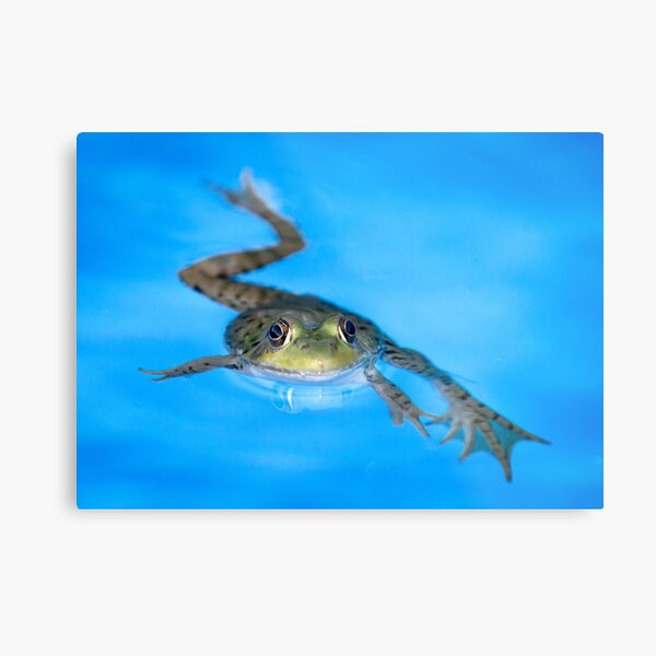 Breast Stroke Metal Print