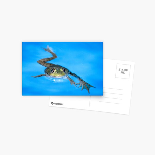 Breast Stroke Postcard