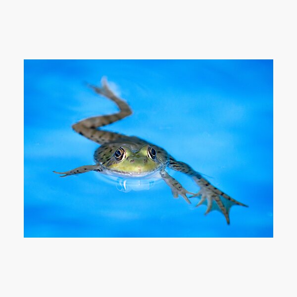 Breast Stroke Photographic Print