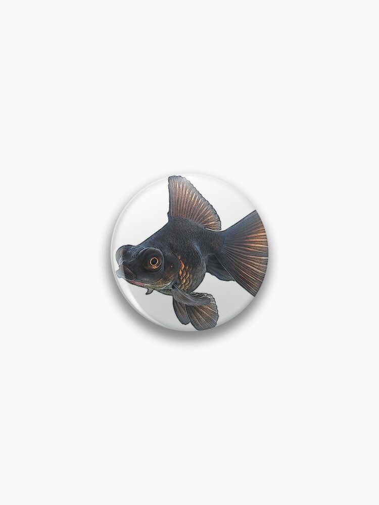 black moor goldfish for sale