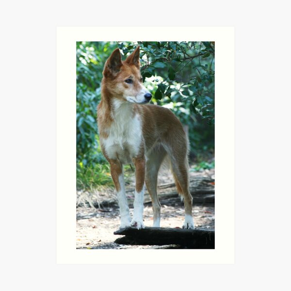 Dingo 2 Art Print