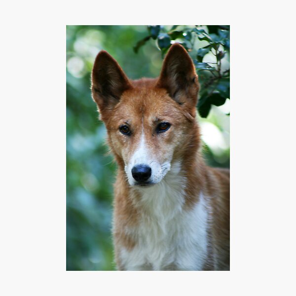 Dingo 1 Photographic Print