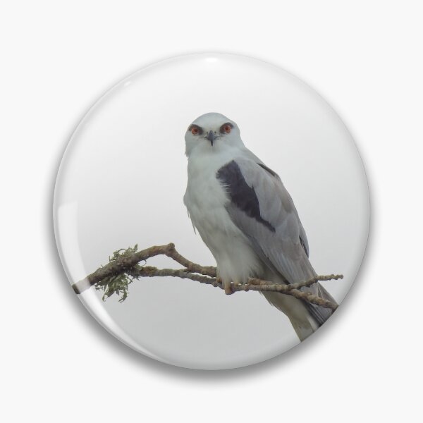 Item preview, Black Shoulder Kite designed and sold by CathsImages.
