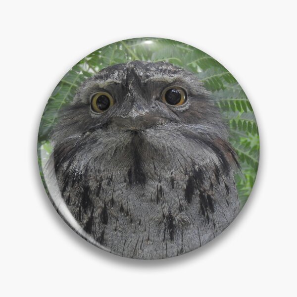 Item preview, What are you lookin' at ~ Tawny Frogmouth designed and sold by CathsImages.