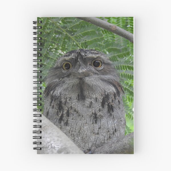 Item preview, What are you lookin' at ~ Tawny Frogmouth designed and sold by CathsImages.