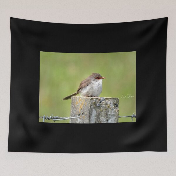 Item preview, Superb Wren designed and sold by CathsImages.