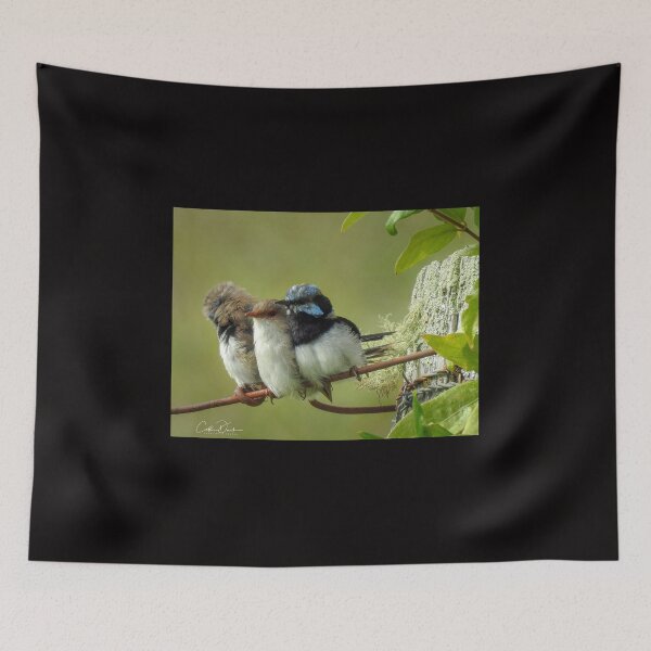 Item preview, Superb Wren Family designed and sold by CathsImages.