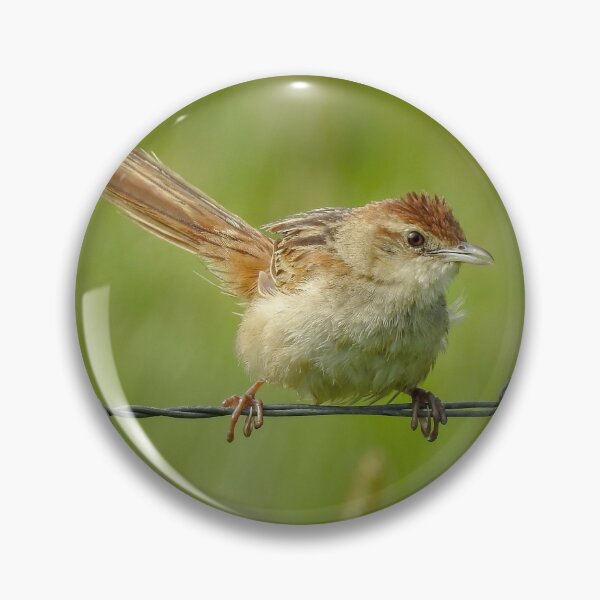 Item preview, Tawny Grassbird designed and sold by CathsImages.
