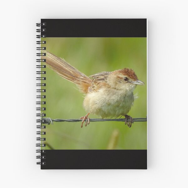 Item preview, Tawny Grassbird designed and sold by CathsImages.