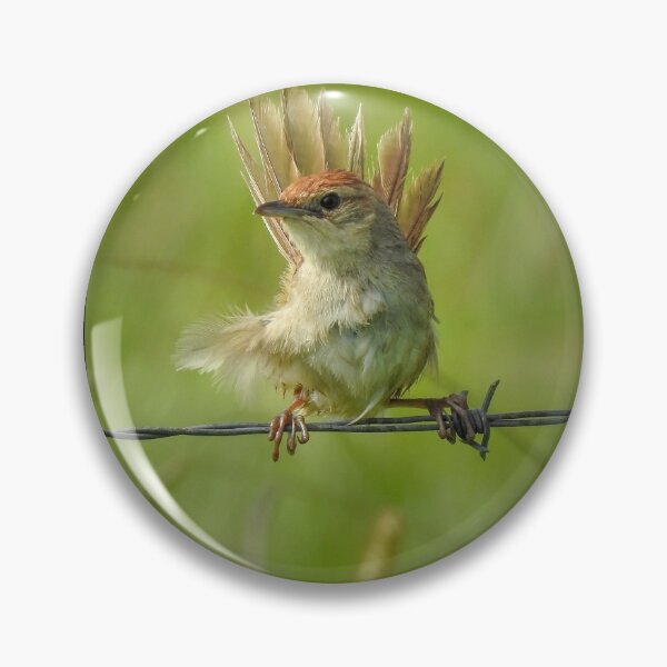 Item preview, Tawny Grassbird designed and sold by CathsImages.