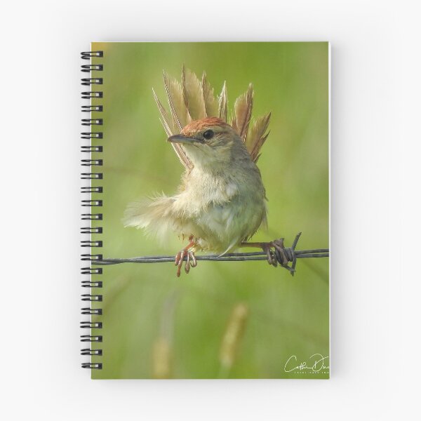Item preview, Tawny Grassbird designed and sold by CathsImages.