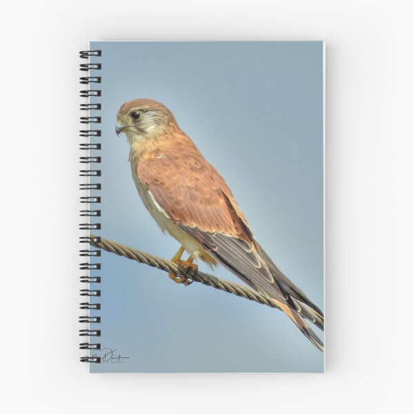 Item preview, Nankeen Kestral designed and sold by CathsImages.