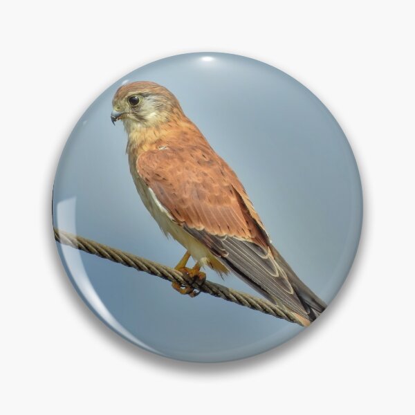 Item preview, Nankeen Kestral designed and sold by CathsImages.