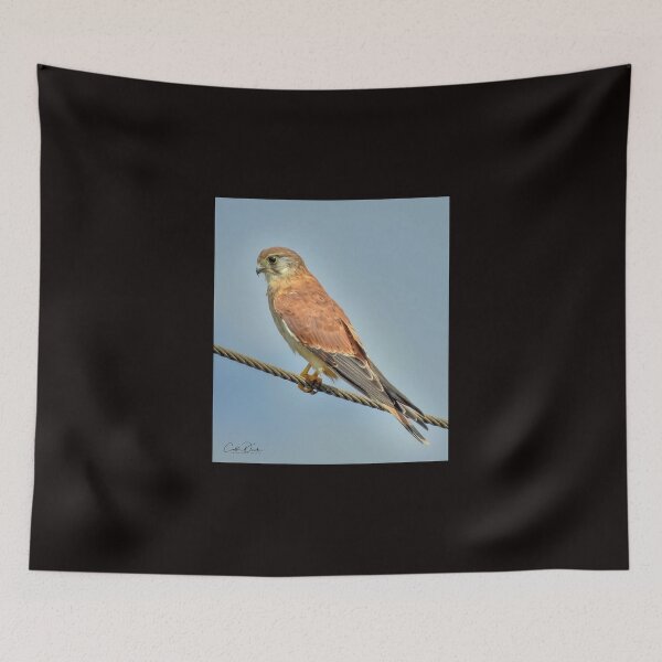 Item preview, Nankeen Kestral designed and sold by CathsImages.
