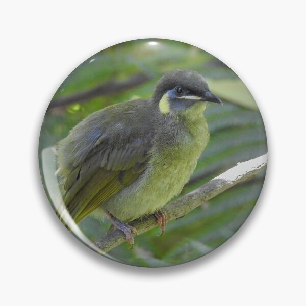 Item preview, Lewin's Honeyeater designed and sold by CathsImages.