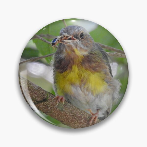 Item preview, Eastern Yellow Robin designed and sold by CathsImages.