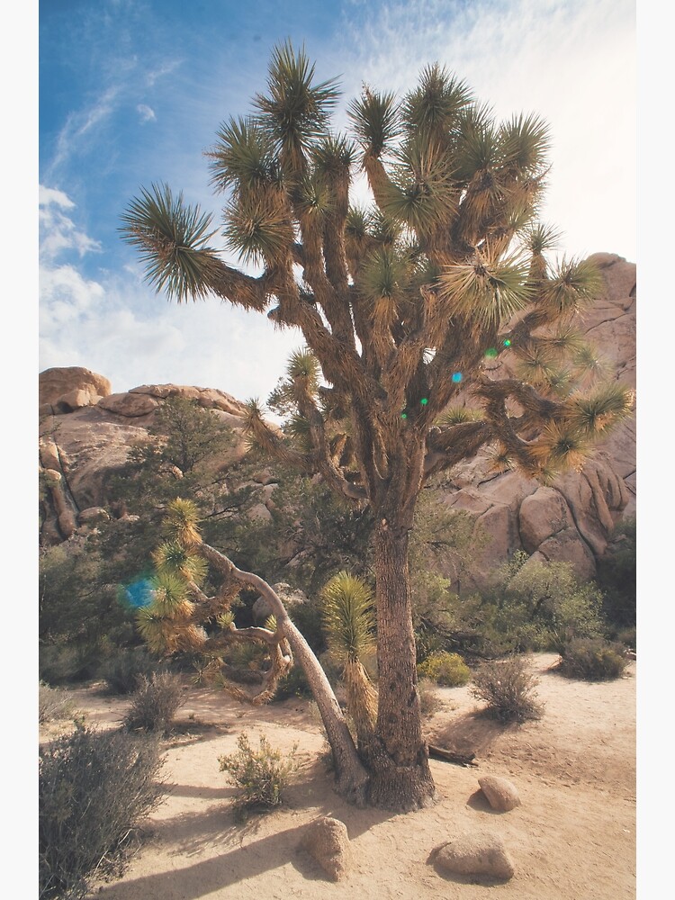 "Joshua Tree at Golden Hour" Photographic Print by BAYSTALT Redbubble
