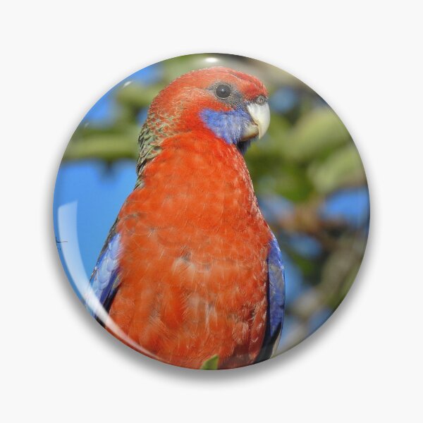 Item preview, Crimson Rosella designed and sold by CathsImages.