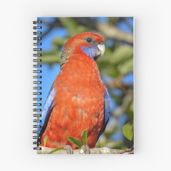 Item preview, Crimson Rosella designed and sold by CathsImages.