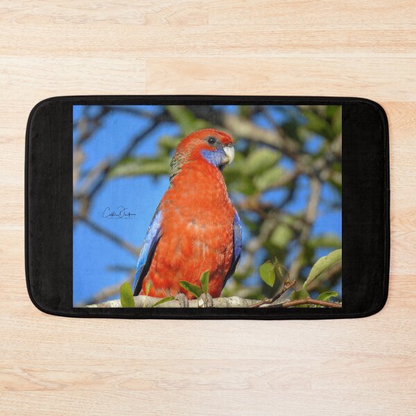 Item preview, Crimson Rosella designed and sold by CathsImages.