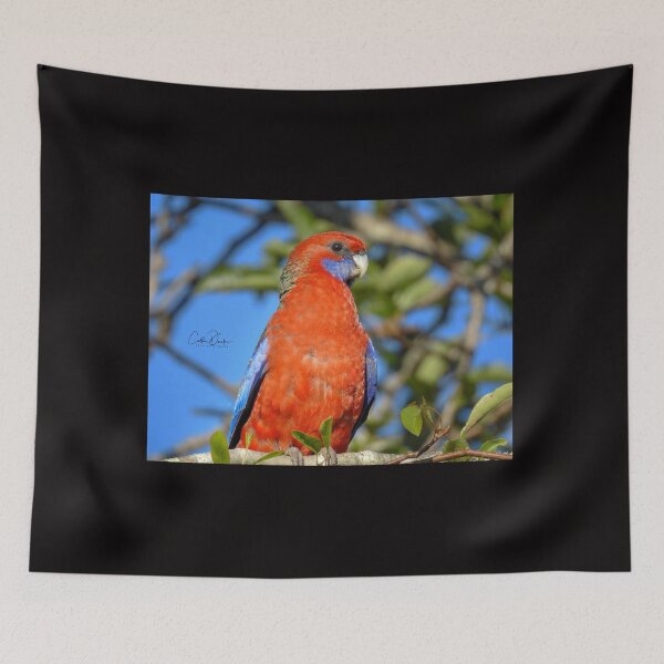 Item preview, Crimson Rosella designed and sold by CathsImages.