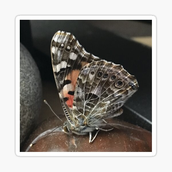 Painted Lady Butterfly Sticker