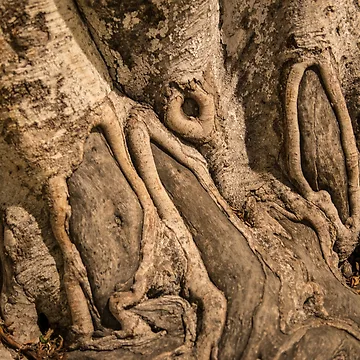 Artwork thumbnail, Deep Roots by oz10