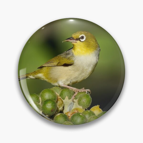 Item preview, Cheeky Silvereye designed and sold by CathsImages.