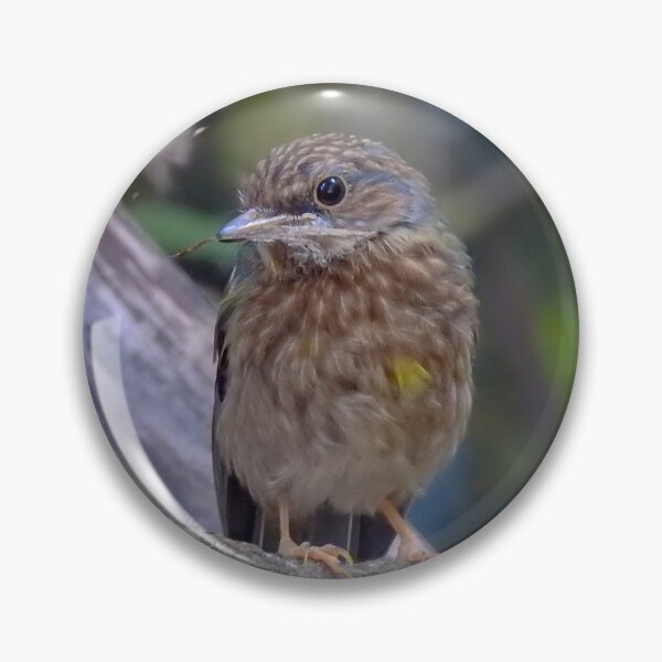 Item preview, Juv. Eastern Yellow Robin designed and sold by CathsImages.