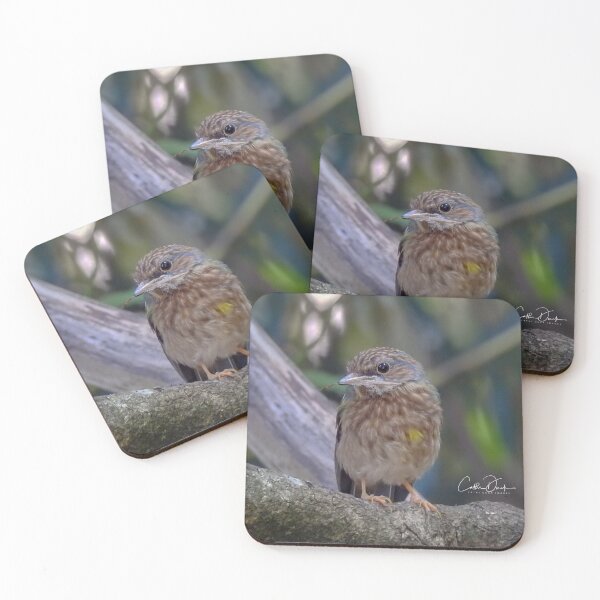 Item preview, Juv. Eastern Yellow Robin designed and sold by CathsImages.