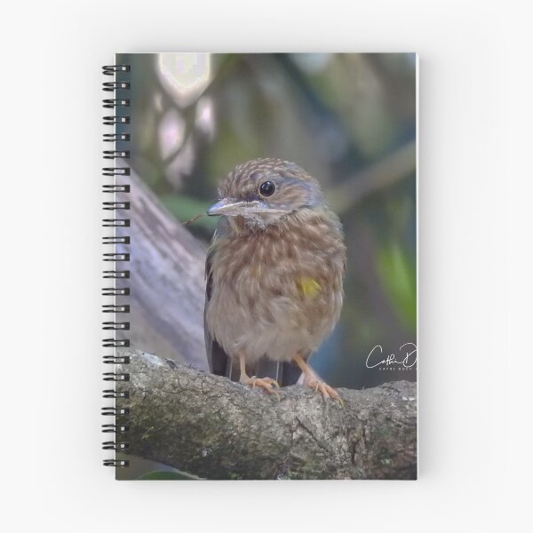 Item preview, Juv. Eastern Yellow Robin designed and sold by CathsImages.