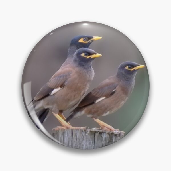 Item preview, Myna Trio designed and sold by CathsImages.