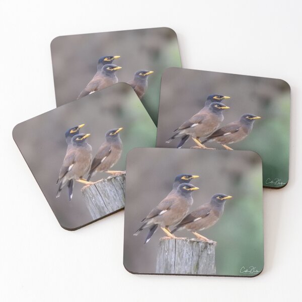 Item preview, Myna Trio designed and sold by CathsImages.