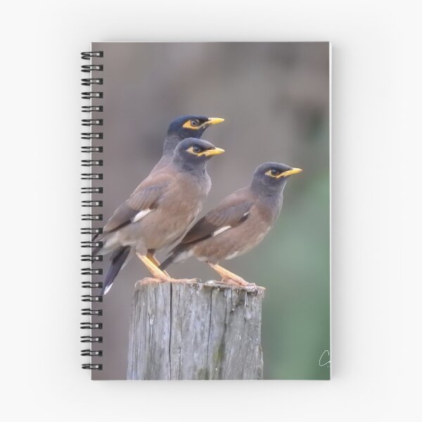Item preview, Myna Trio designed and sold by CathsImages.