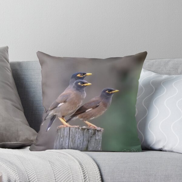 Item preview, Myna Trio designed and sold by CathsImages.